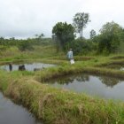 Jungfische
