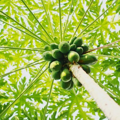 Papaya Obstbaum in einem Caritas Projekt unterstützt durch Caritas Shop Schenken mit Sinn