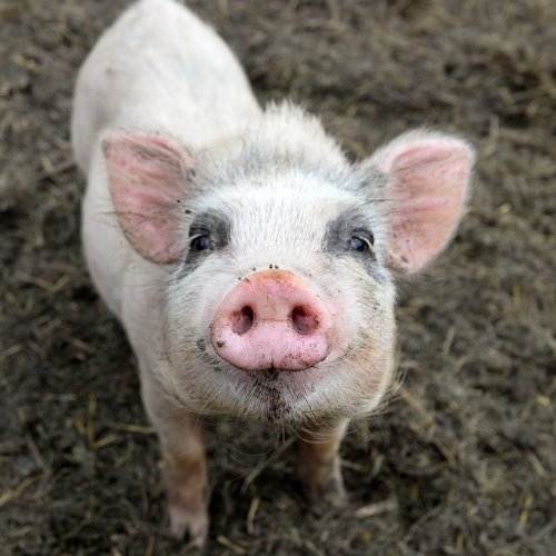 Schwein